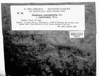 Image of Cladonia polydactyla